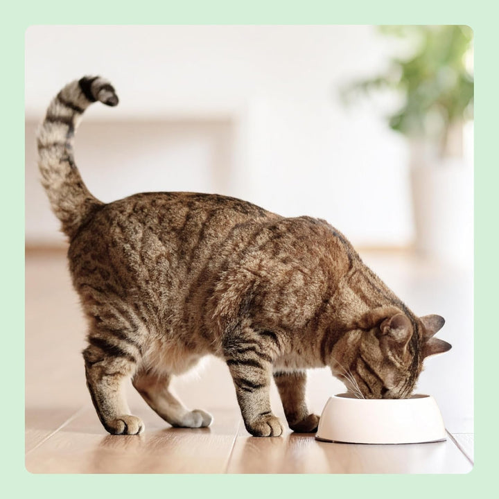 By Amazon Hrană pentru pisici, umedă, conservă, bucăți cu carne de pasăre în sos, 12 X 415 G